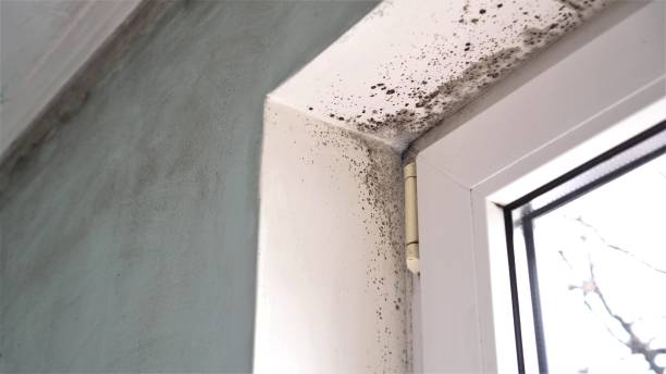 Best Mold Odor Removal Services  in Hailey, ID